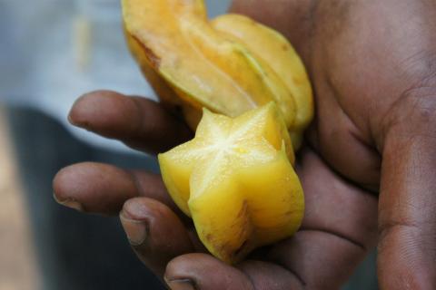 A star fruit. The French for "a star fruit" is "une carambole".