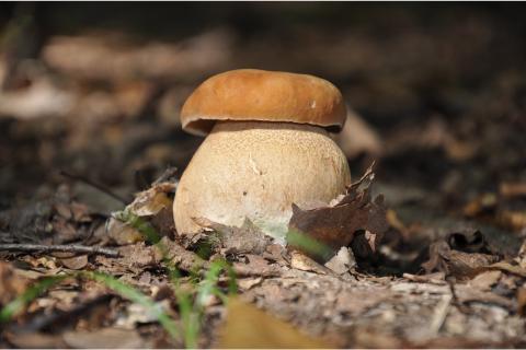 The mushroom. The French for "the mushroom" is "le champignon".