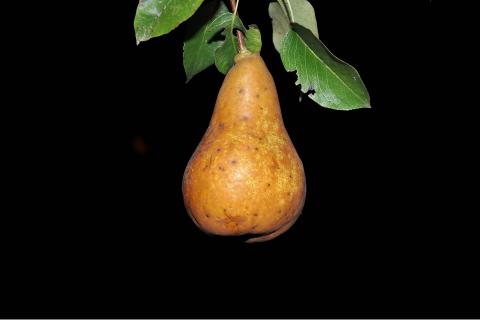A pear. The French for "a pear" is "une poire".