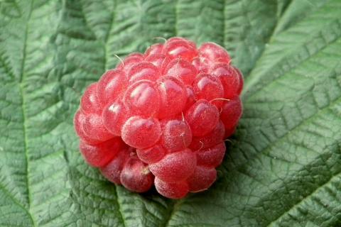 A raspberry. The French for "a raspberry" is "une framboise".
