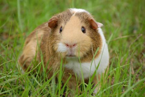Guinea pig (used for experiments). The French for "guinea pig (used for experiments)" is "cobaye".