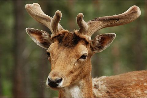 A stag; a deer. The French for "a stag; a deer" is "un cerf".