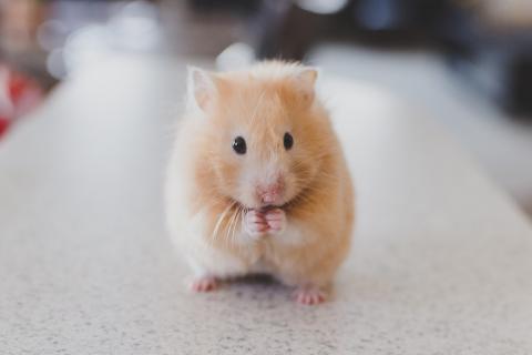 Hamster. The French for "hamster" is "hamster".