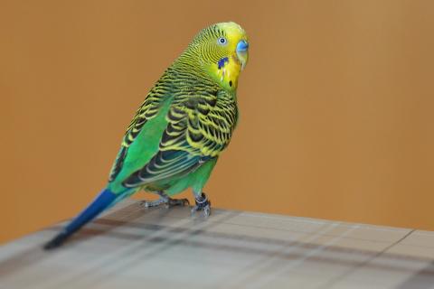 The budgie is green and yellow.. The French for "The budgie is green and yellow." is "La perruche est verte et jaune.".