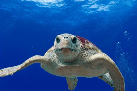 Turtle. The French for "turtle" is "tortue marine".