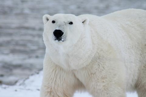 This polar bear’s fur is completely white.. The French for "This polar bear’s fur is completely white." is "La fourrure de cet ours polaire est toute blanche.".