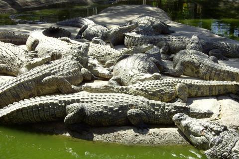 Crocodiles. The French for "crocodiles" is "crocodiles".