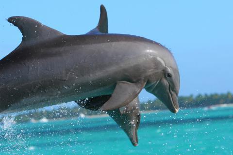 Dolphins. The French for "dolphins" is "dauphins".