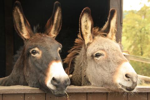 Donkeys. The French for "donkeys" is "ânes".