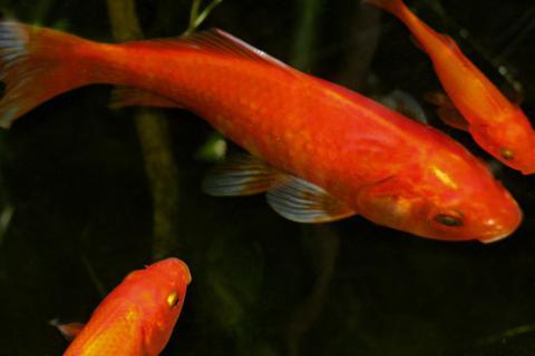 Goldfish (plural). The French for "goldfish (plural)" is "poissons rouges".