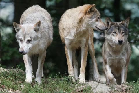 Wolves. The French for "wolves" is "loups".