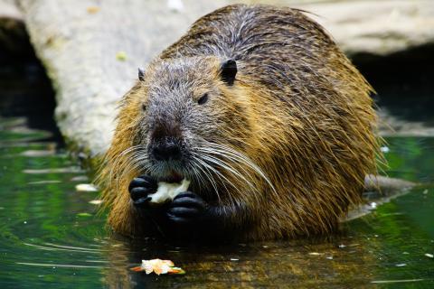 Beavers. The French for "beavers" is "castors".