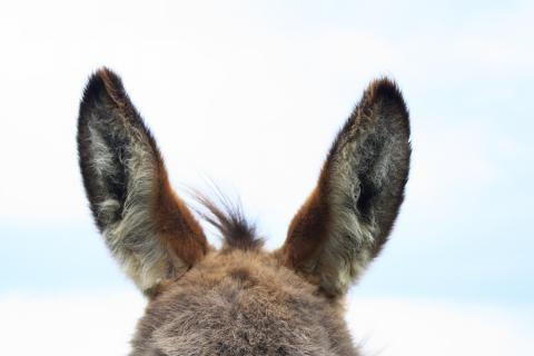 Ears. The French for "ears" is "oreilles".