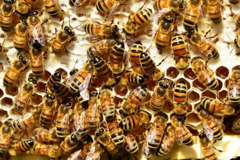 Bees. The French for "bees" is "abeilles". Bees. The French for "bees" is "abeilles".