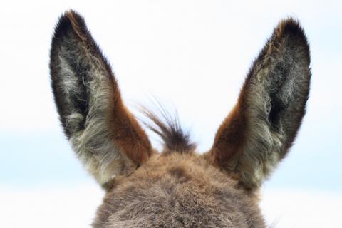 The ears. The French for "the ears" is "les oreilles".