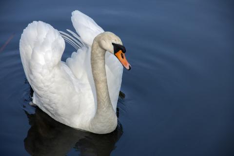 Swan. The French for "swan" is "cygne".