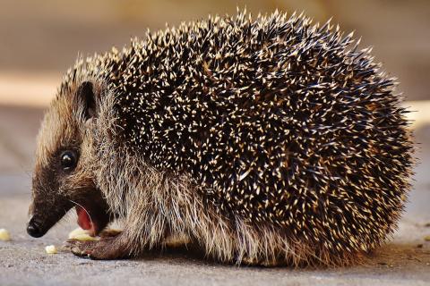 Hedgehog. The French for "hedgehog" is "hérisson".