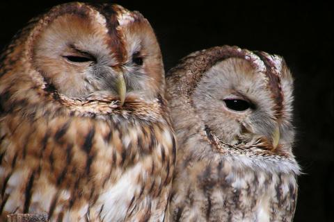 Owls. The French for "owls" is "hiboux".