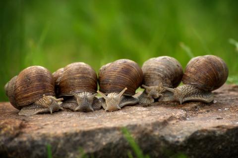Snails. The French for "snails" is "escargots". Snails. The French for "snails" is "escargots".