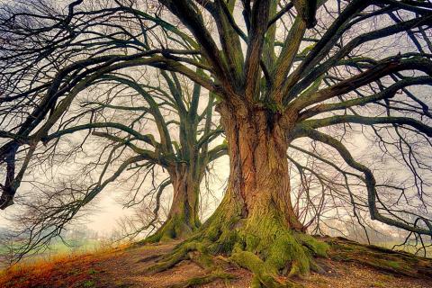 Tree. The French for "tree" is "arbre".