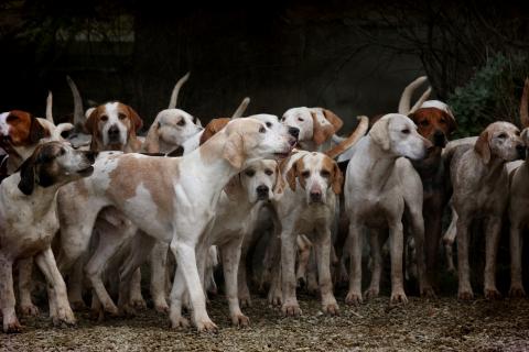 Dogs. The French for "dogs" is "chiens". Dogs. The French for "dogs" is "chiens".