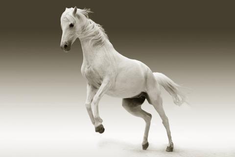 A white horse. The French for "a white horse" is "un cheval blanc".