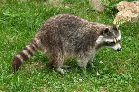 Raccoon. The French for "raccoon" is "raton laveur".