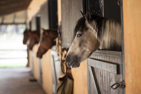 Stable. The French for "stable" is "stable".