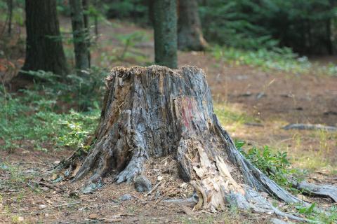 Tree stump. The French for "tree stump" is "souche".