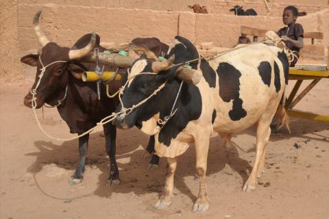 Ox. The French for "ox" is "bœuf".