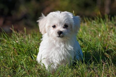 Puppy. The French for "puppy" is "chiot".