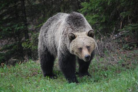 Bear. The French for "bear" is "ours".