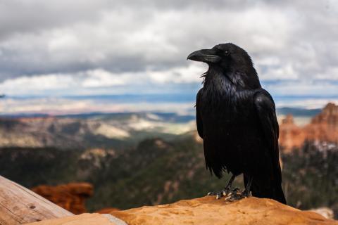 Crow. The French for "crow" is "corbeau".