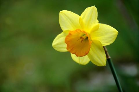 Daffodil. The French for "daffodil" is "jonquille".