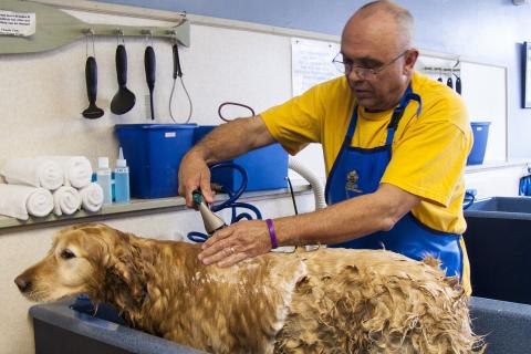 He’s grooming the dog. The French for "he’s grooming the dog" is "il toilette le chien".