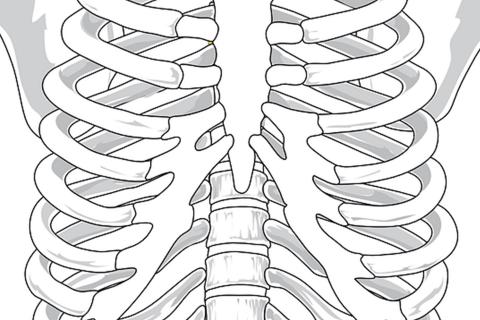 Rib. The French for "rib" is "côte".