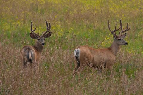 Stags; deers. The French for "stags; deers" is "cerfs".