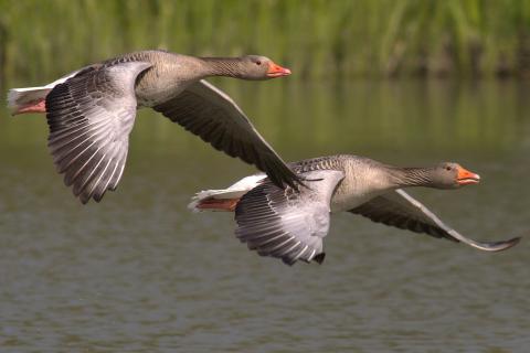 Geese. The French for "geese" is "oies".