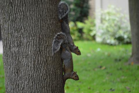 Squirrels. The French for "squirrels" is "écureuils".