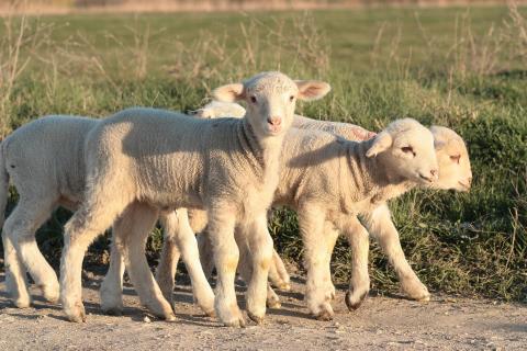 Lambs. The French for "lambs" is "agneaux".