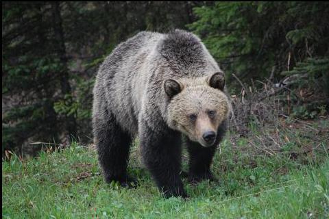 The bear. The French for "the bear" is "l’ours".