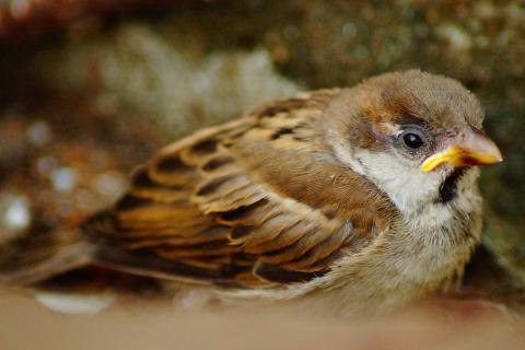 Bird. The French for "bird" is "oiseau".