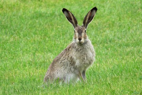 Hare. The French for "hare" is "lièvre".