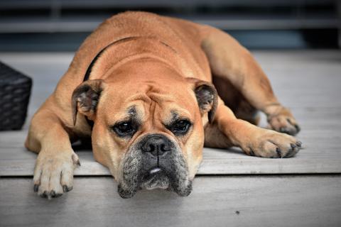 Dog. The Greek for "dog" is "σκύλος". Dog. The Greek for "dog" is "σκύλος".