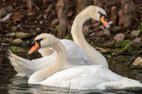 Swans. The Greek for "swans" is "κύκνοι".