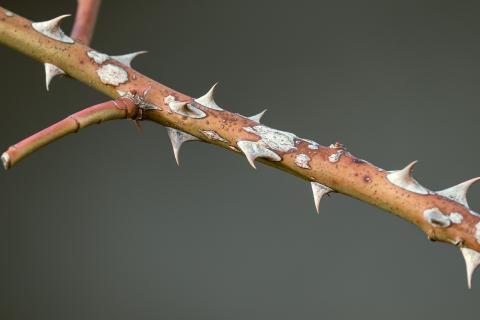 Thorns. The Greek for "thorns" is "αγκάθια".