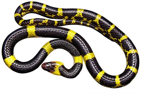 Snake. The Hawaiian for "snake" is "naheka".