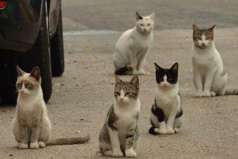 Cats. The Hindi for "cats" is "बिल्लियाँ".