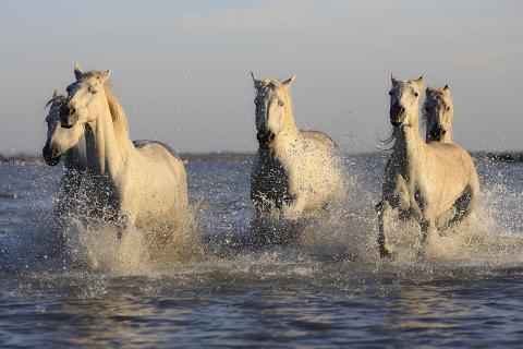 Horses. The Hindi for "horses" is "घोड़ों".