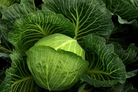 Cabbage. The Hindi for "cabbage" is "पत्ता गोभी".